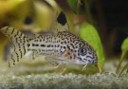 Corydoras julli — 4